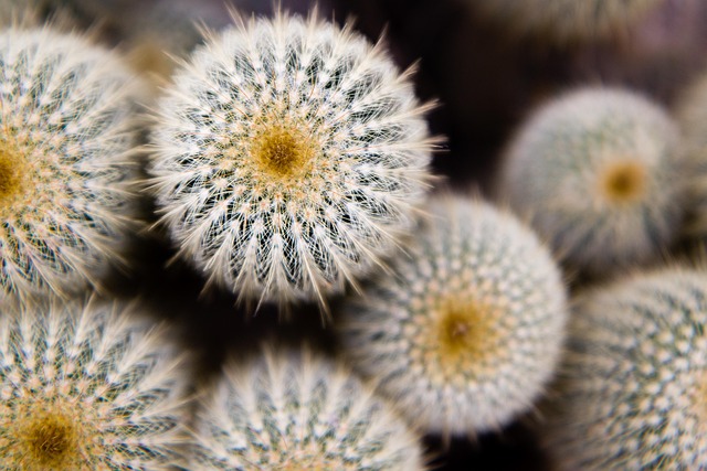 Free Cactus Thorns photo and picture