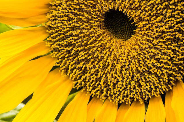 Free Sunflower Sunflower Seeds photo and picture