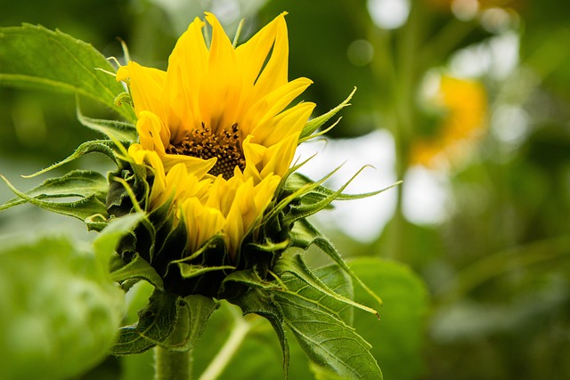 Free Sunflower Blooming photo and picture