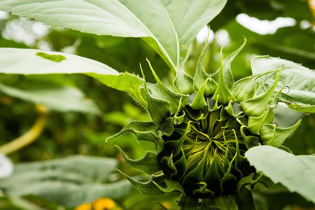 Free Sunflower Blooming photo and picture