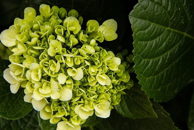 Free Garden Leaves photo and picture