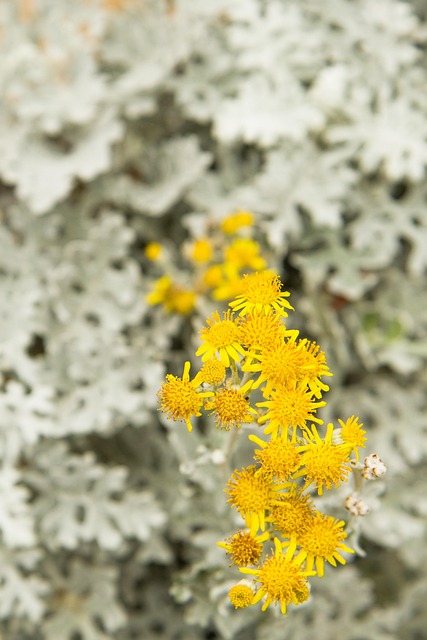 Free Flowers Frost photo and picture