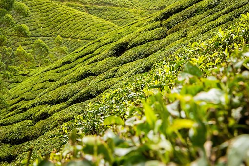 Tea Leaves, Tea, Plantation, Hills