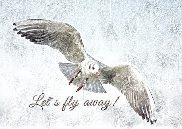 Free gull nature bird illustration