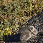 chick, nestling, gosling