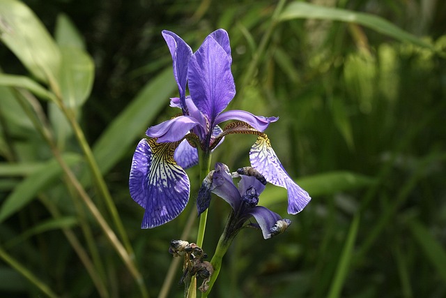 Blomstre, Have, Natur