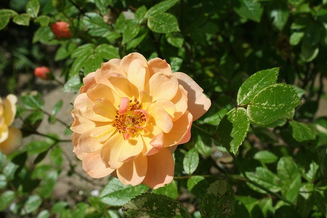 Rose, Natur, Rosenblomst, Have