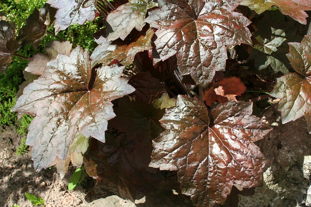 Blad, Plante, Have