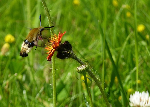 Free Hummingbird Moth Wild Flower photo and picture