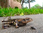 toad, fly, roadkill