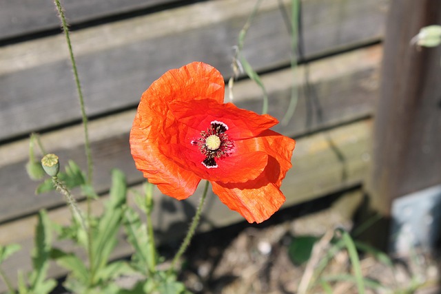 Free Poppy Flower photo and picture