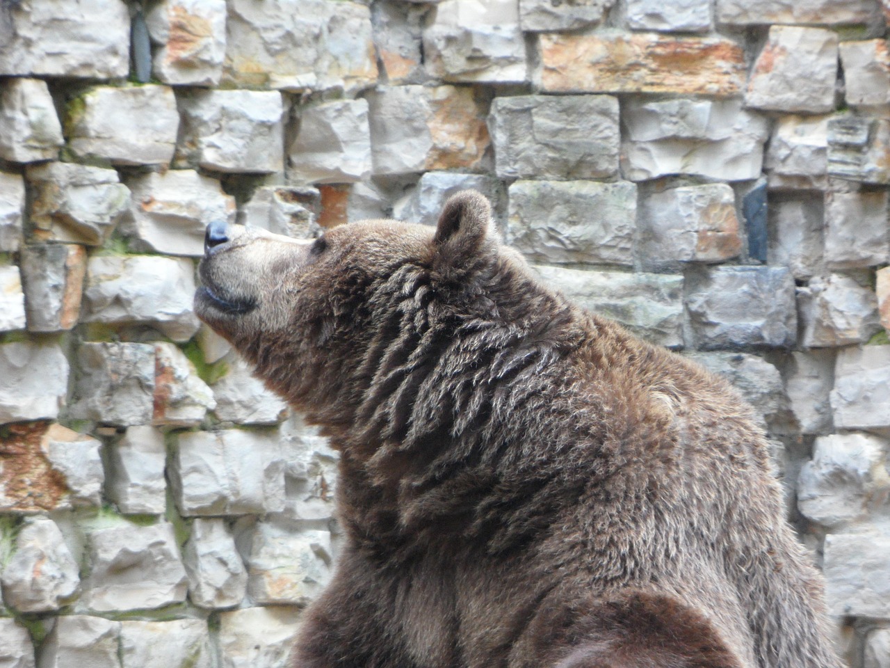 Bear Brown Teddy u00b7 Free photo on Pixabay