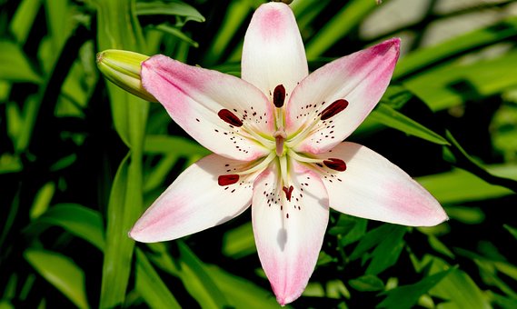 Free Pink Flower Floral photo and picture