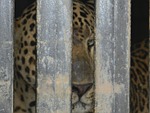 leopard, caged, animal