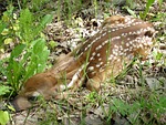 fawn, deer, small