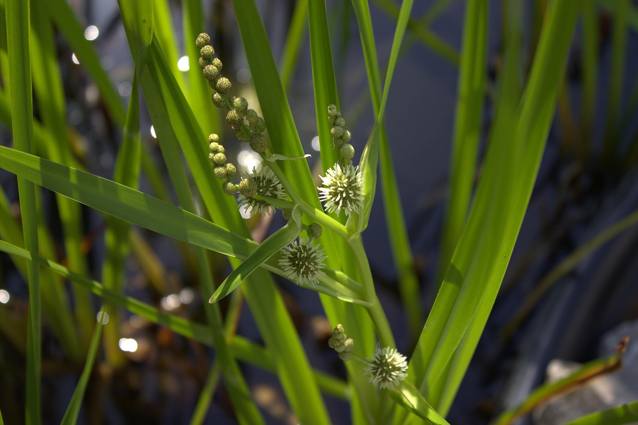 Reed Grass Nature Free photo on Pixabay Pixabay