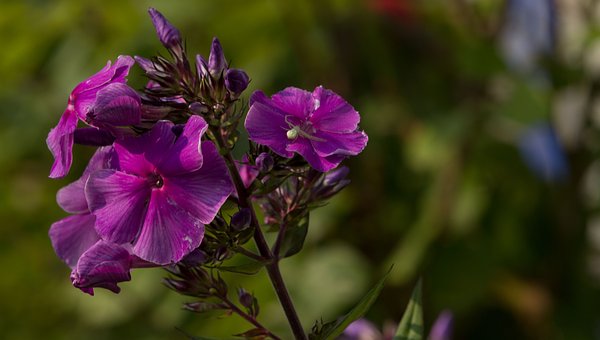 Free Floral Plant photo and picture