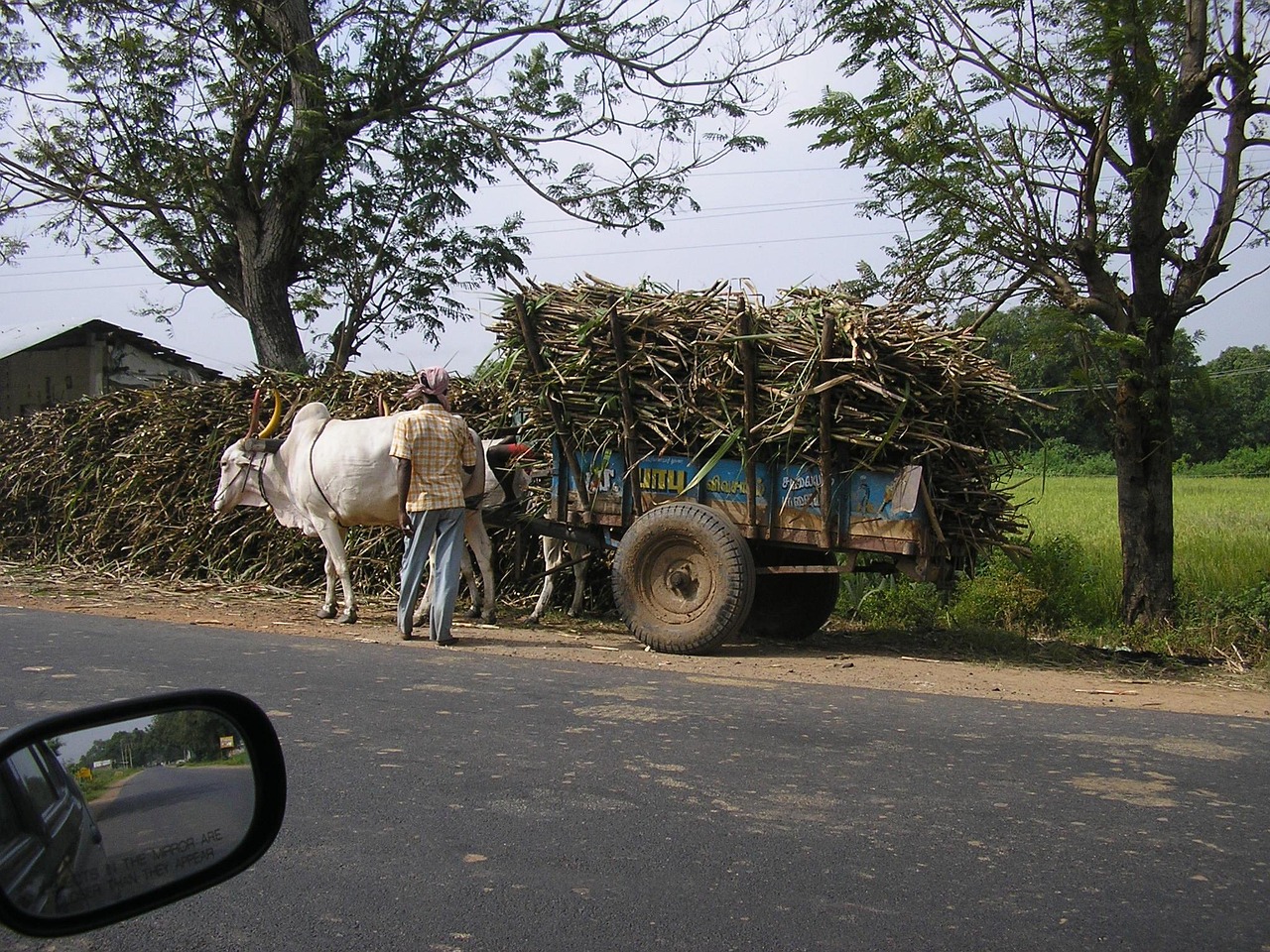 Cart Bullock Ox Free photo on Pixabay Pixabay