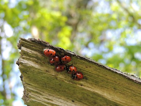 Free Ladybirds Macro photo and picture