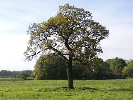 Free Tree Organic photo and picture