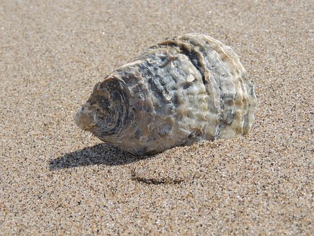 Free Seashell Sea photo and picture
