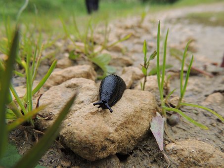 Free Slug Snail photo and picture
