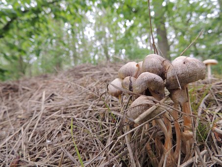 Free Mushrooms Nature photo and picture