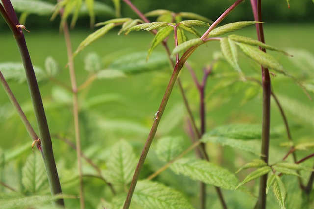 Free Plant Raindrop photo and picture