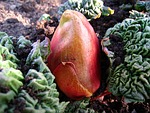 rhubarb, bud, earth
