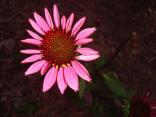 Free Echinacea Floral photo and picture