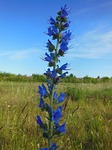 echium vulgare l, nectar plant, wild plant