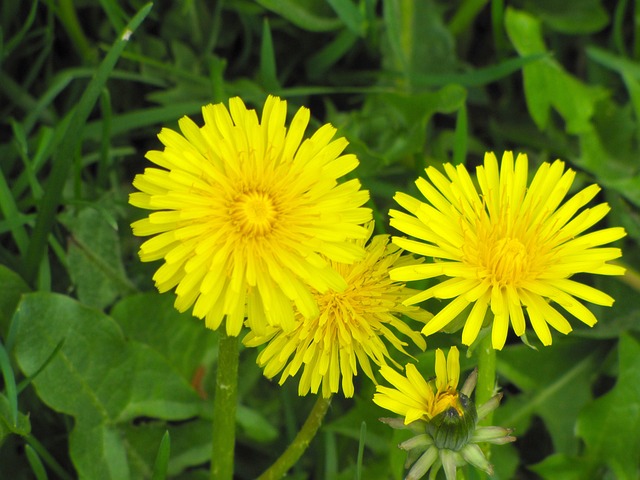 Free Flower Yellow Flower photo and picture