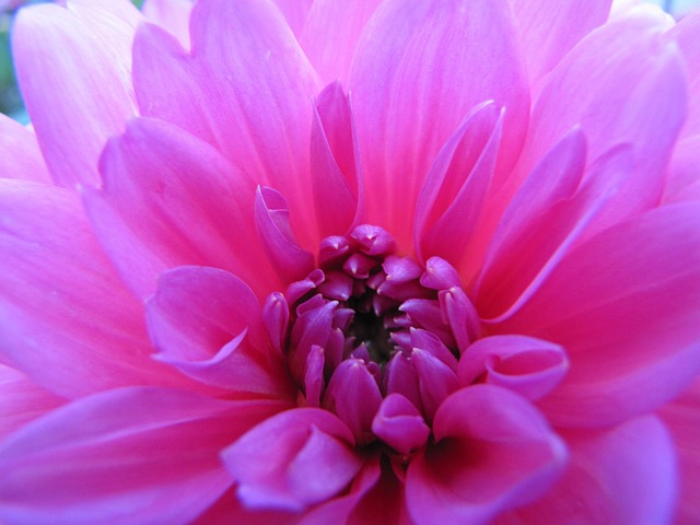 Free Flower Dahlia photo and picture