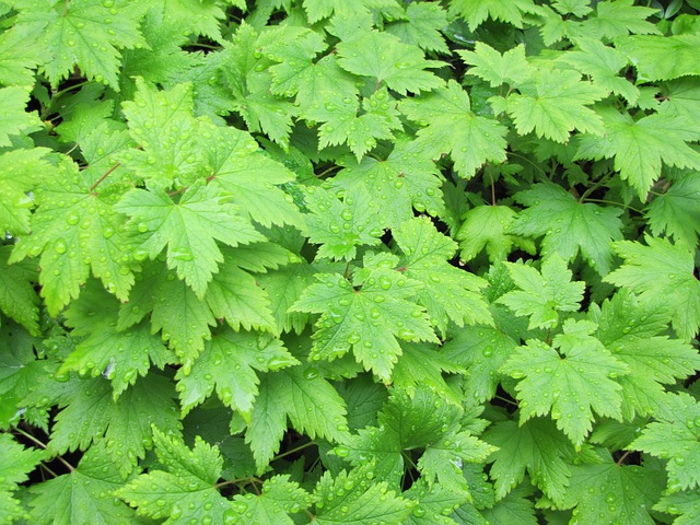 Free Ground Cover Plant Tiarella photo and picture
