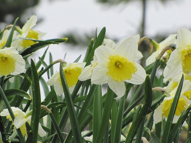 Free Flower Narcissus photo and picture