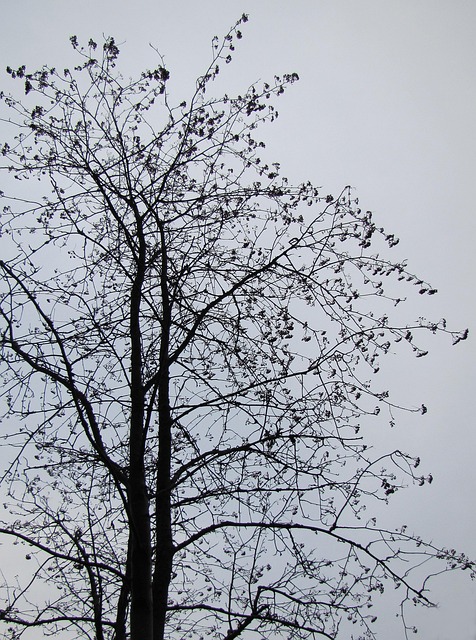 Free Wood Leafless Tree photo and picture