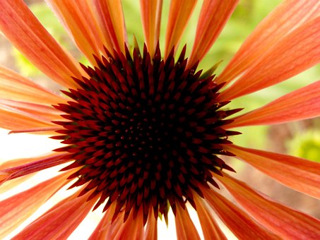 Flor, Laranja, Natureza, Flora, Vermelho