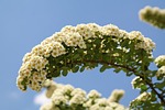 bride spiere, flowers, white