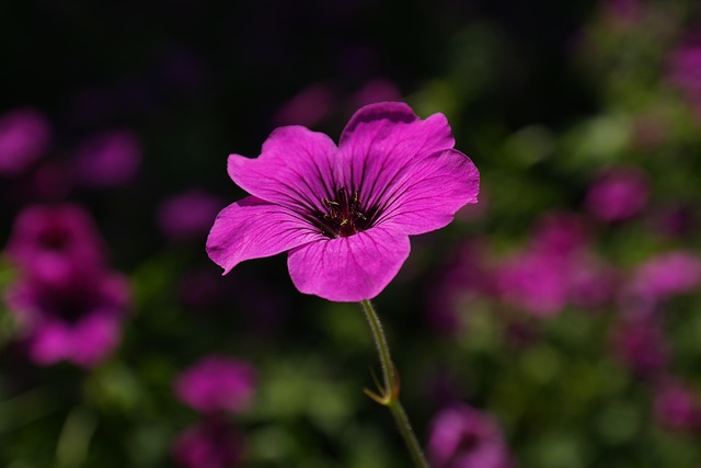 Free Flower Flower Background photo and picture