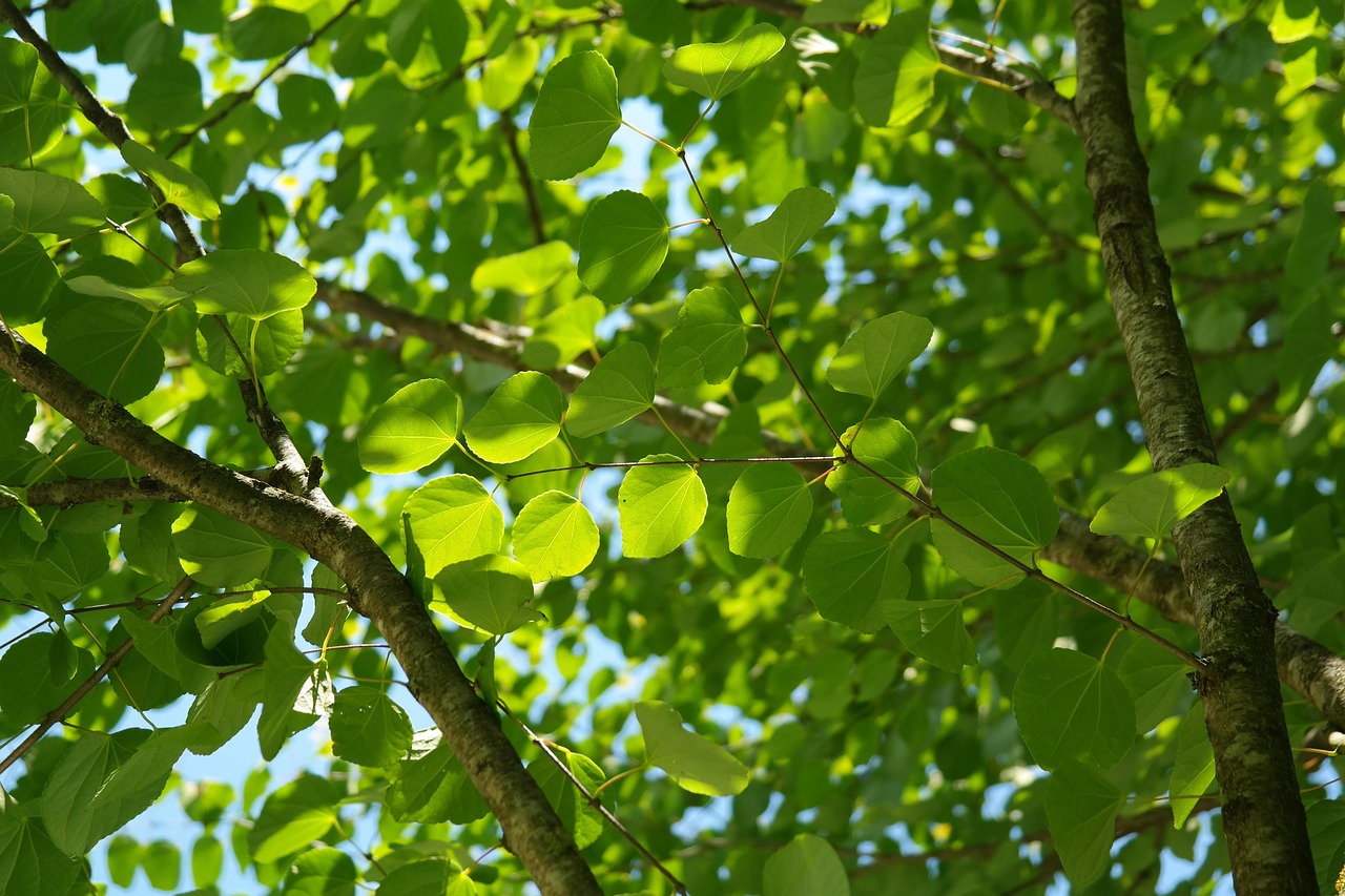 Blade Grøn Japansk Kage Træ - Gratis foto på Pixabay