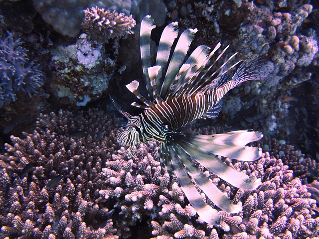 Free Rotfreuerfisch Sea photo and picture
