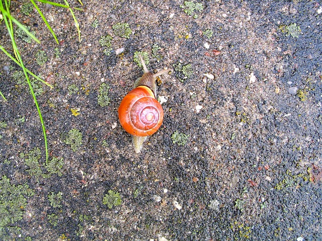 Free Snail Animal photo and picture