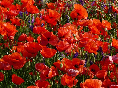 Blumen, Mohn, Blume, Schöne Blumen