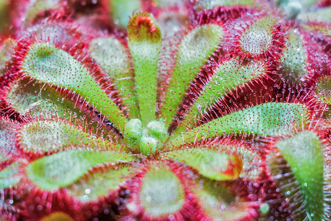 M s De 300 000 Im genes Gratis De Plantas Con Raices Y Naturaleza Pixabay M s De 300 000 Im genes Gratis De Plantas Con Raices Y Naturaleza Pixabay