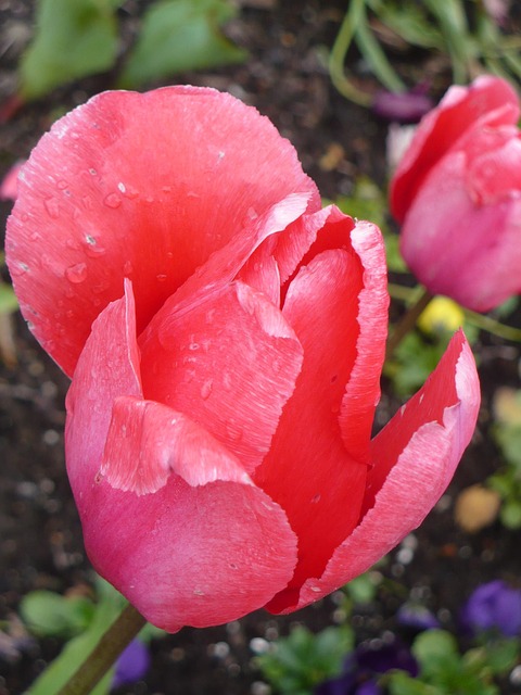 Free Tulip Flower photo and picture