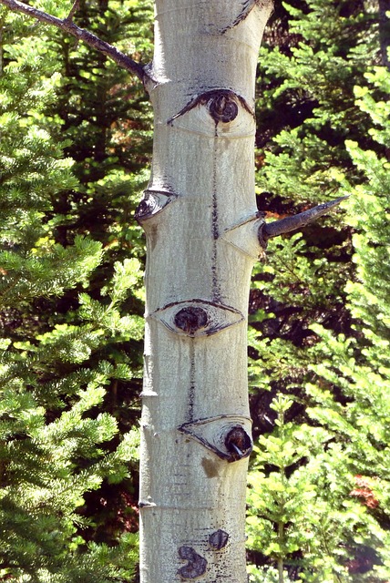 Free Eyes Tree photo and picture