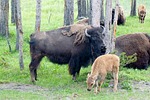 buffalo, bison, animal