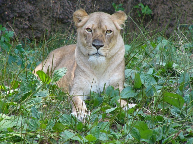 Free Lioness Female photo and picture