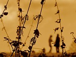 nettles, weeds, sunset