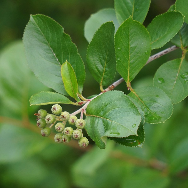 Free Aronian Berries Raw photo and picture